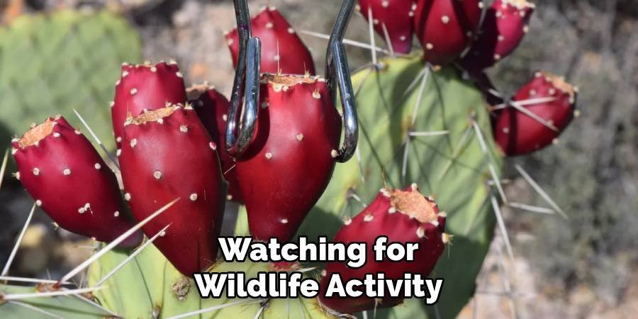 Watching for Wildlife Activity
