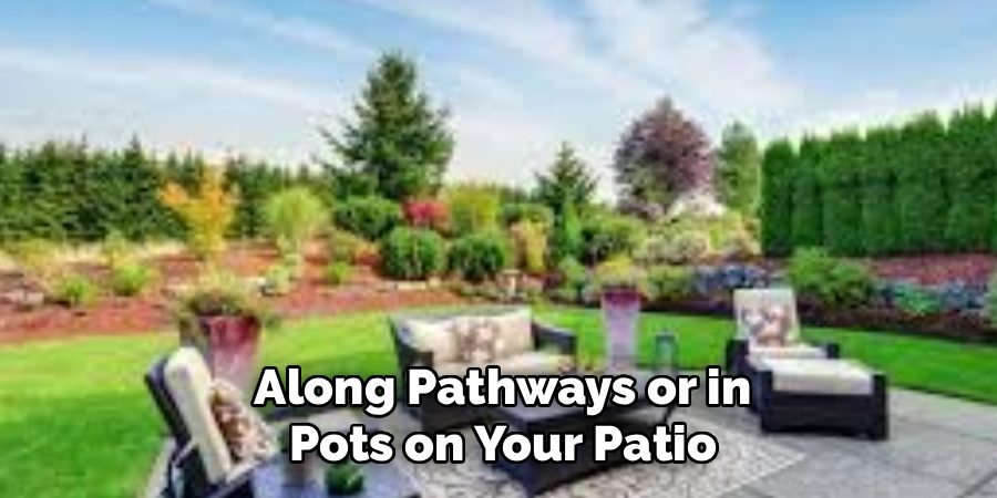 Along Pathways or in
Pots on Your Patio