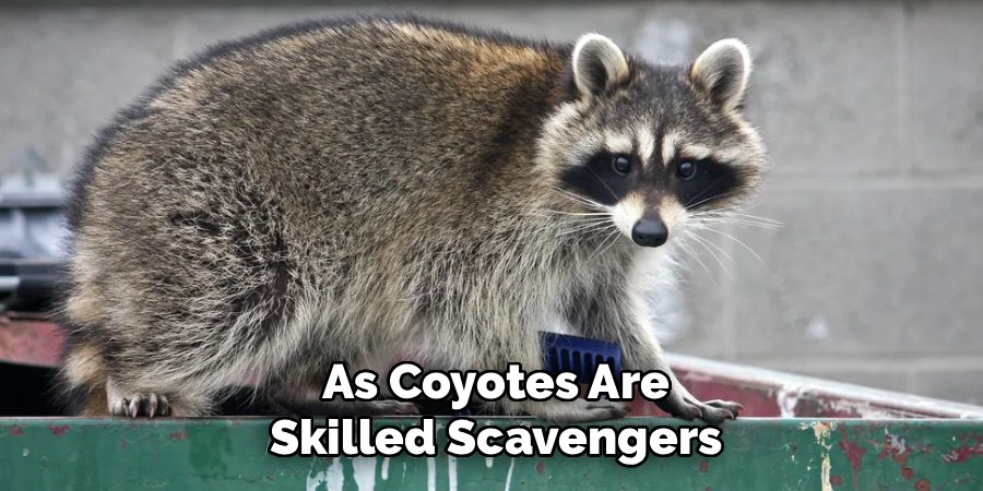 As Coyotes Are
Skilled Scavengers