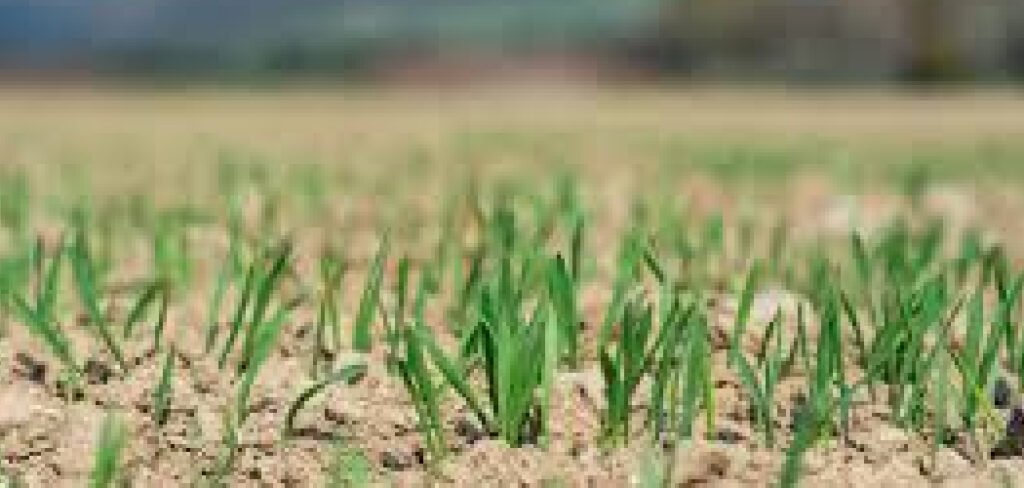 How to Fix Hydrophobic Soil