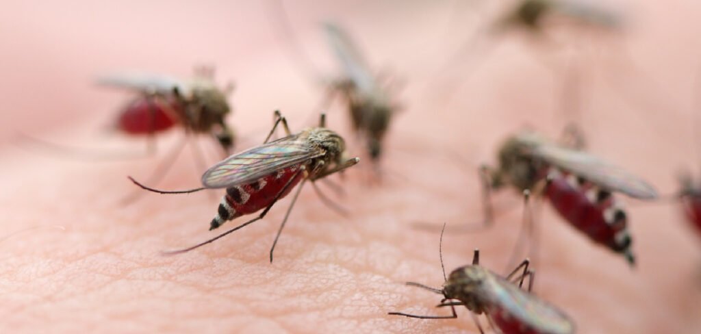 How to Keep Mosquitoes Out of Bird Bath
