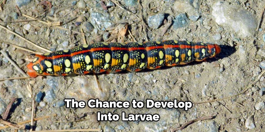 The Chance to Develop
Into Larvae