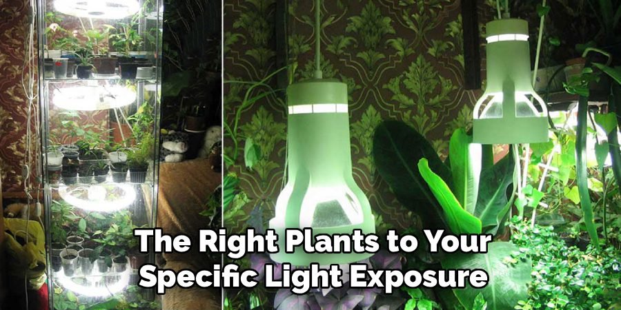 The Right Plants to Your
Specific Light Exposure