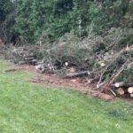 How to Clear a Wooded Backyard