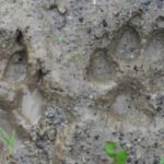 How to Fix a Muddy Backyard with Dogs