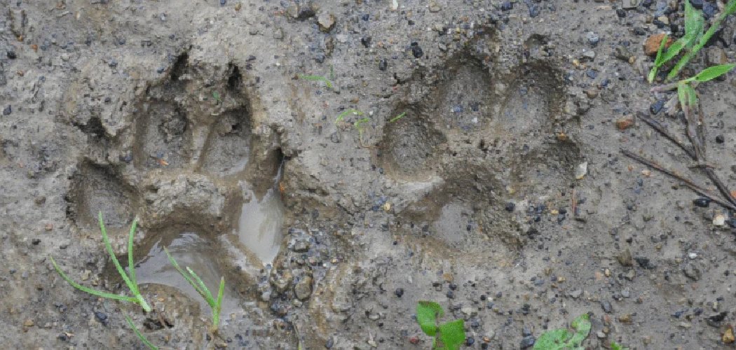 How to Fix a Muddy Backyard with Dogs
