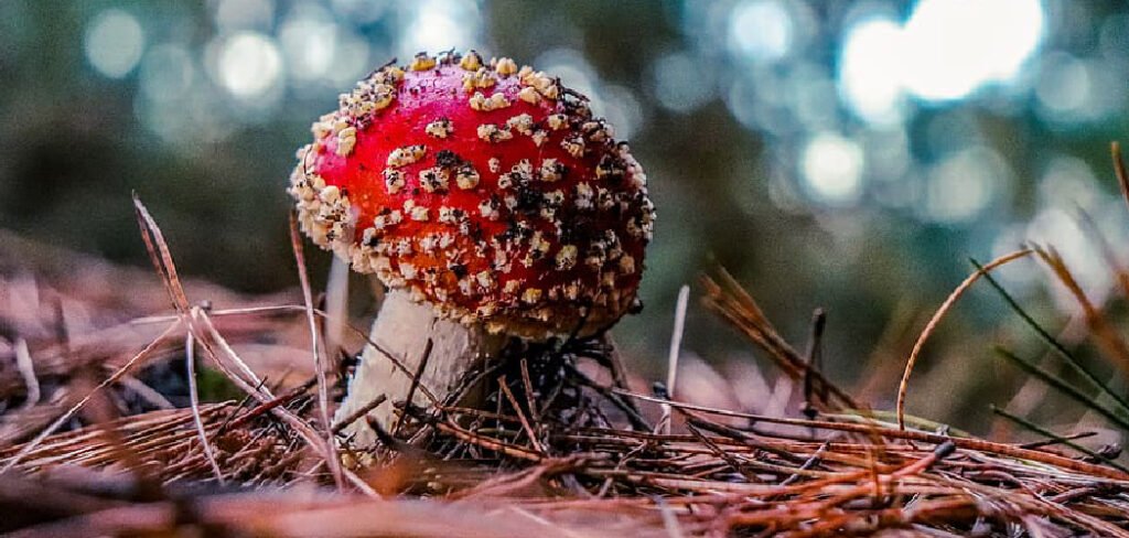 How to Kill Mushrooms in Flower Bed