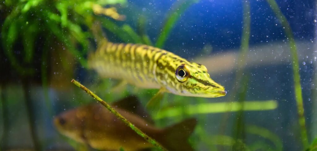 How to Remove Leeches from a Pond