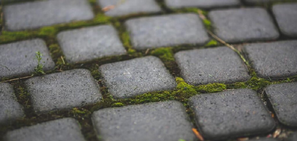 How to Remove Moss from Patio Paver