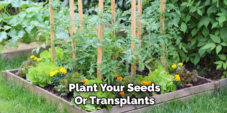 Plant Your Seeds or Transplants