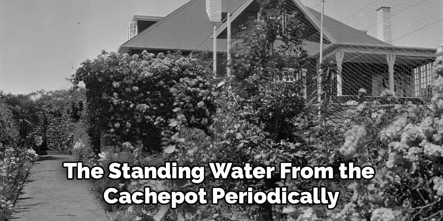 The Standing Water From the 
Cachepot Periodically