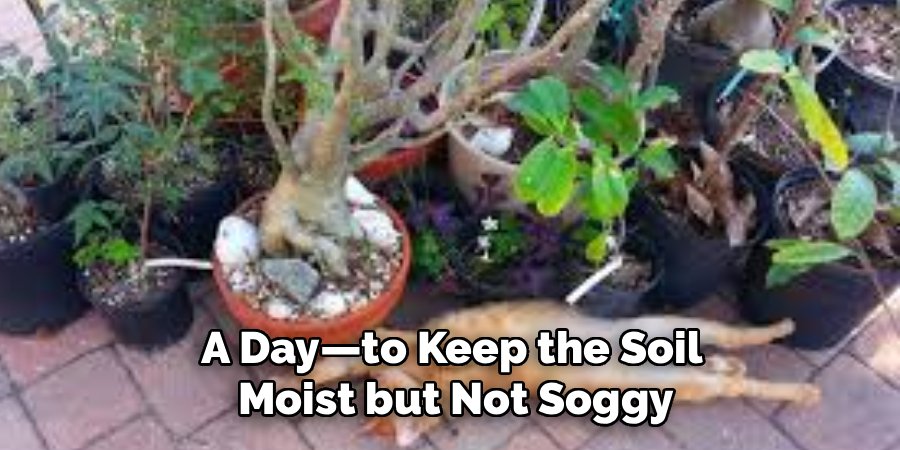 A Day—to Keep the Soil 
Moist but Not Soggy