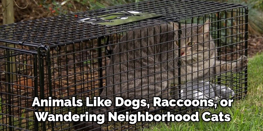 Animals Like Dogs, Raccoons, or 
Wandering Neighborhood Cats
