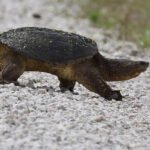 How to Get Rid of Turtles in My Yard