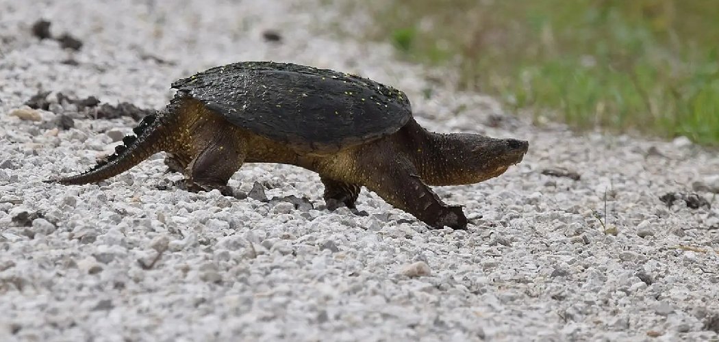 How to Get Rid of Turtles in My Yard