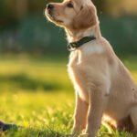 How to Keep Great Pyrenees in Yard