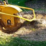 How to Remove Palm Tree Stump