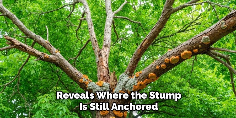 Reveals Where the Stump
Is Still Anchored