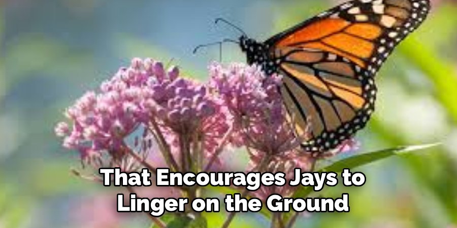  That Encourages Jays to
 Linger on the Ground