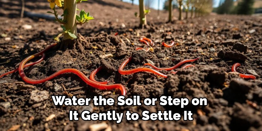 Water the Soil or Step on 
It Gently to Settle It
