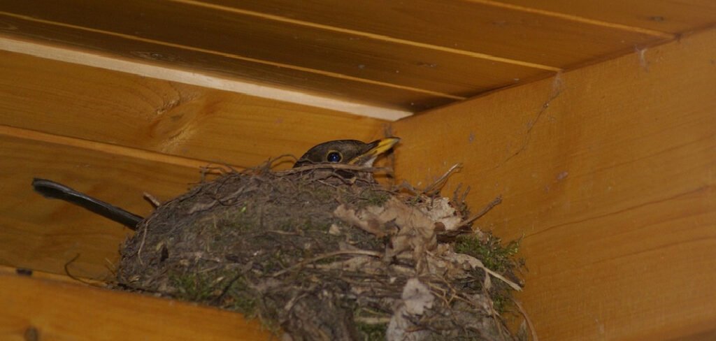How to Get Rid of Barn Swallows on Porch