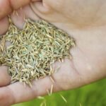 How to Apply Milorganite