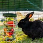 How to Catch a Rabbit in Your Backyard