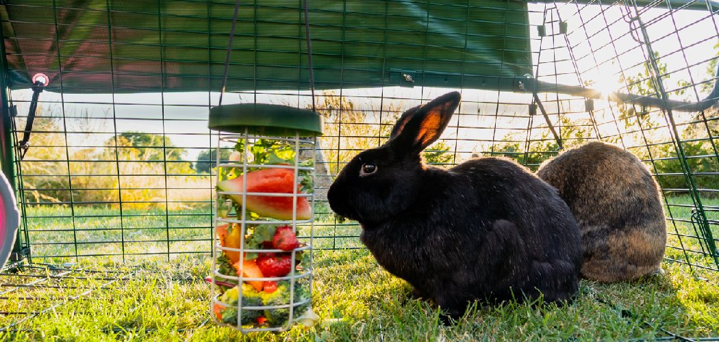 How to Catch a Rabbit in Your Backyard