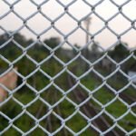How to Cut Chicken Wire