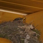 How to Get Rid of Barn Swallows on Porch