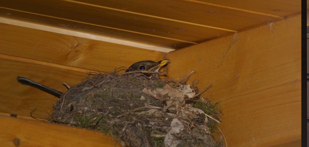How to Get Rid of Barn Swallows on Porch