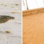 How to Get Rid of Lizards in the Backyard