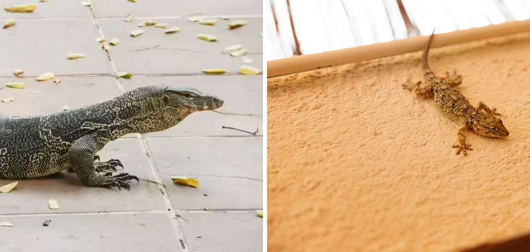How to Get Rid of Lizards in the Backyard
