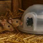How to Get Rid of Rats in Chicken Coop