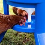 How to Keep Chicken Water Clean