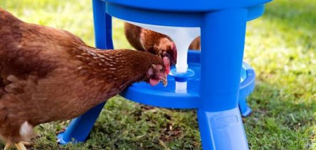 How to Keep Chicken Water Clean
