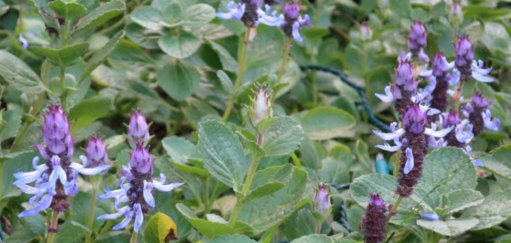 How to Propagate Salvias