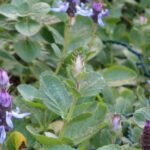 How to Propagate Salvias