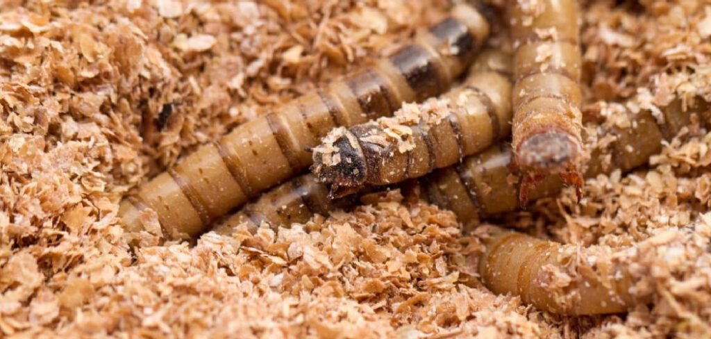 How to Raise Mealworms for Chickens