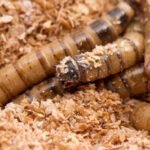 How to Raise Mealworms for Chickens