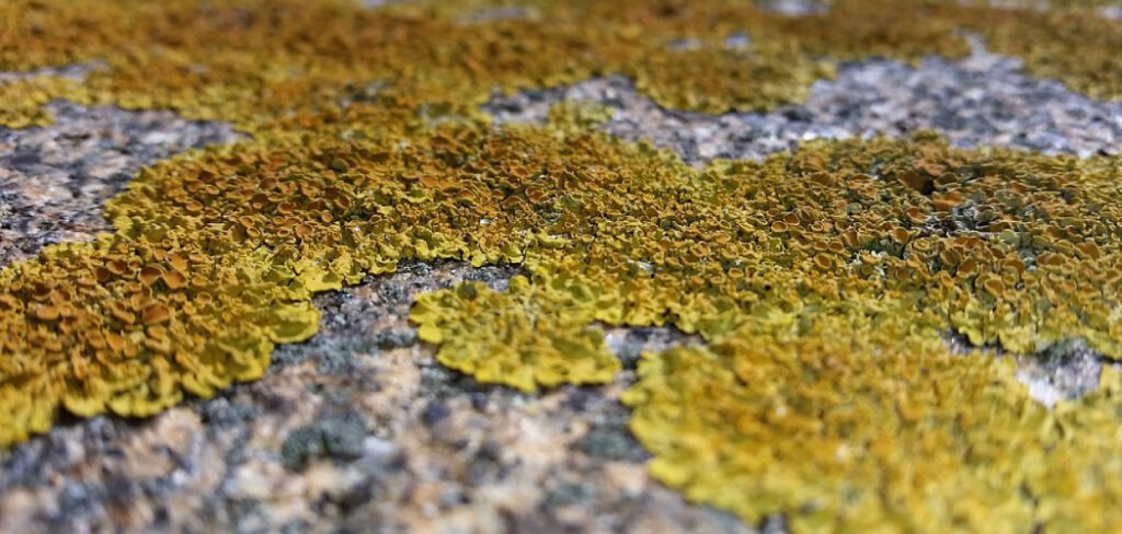 How to Remove Lichen from Stone