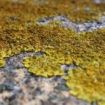 How to Remove Lichen from Stone