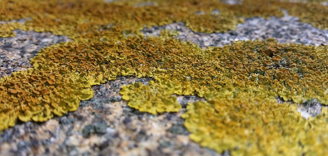 How to Remove Lichen from Stone