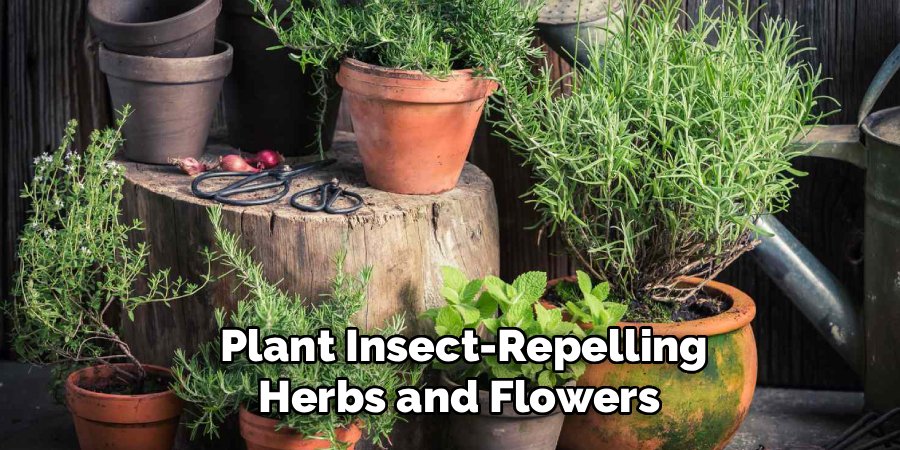  Plant Insect-Repelling Herbs and Flowers