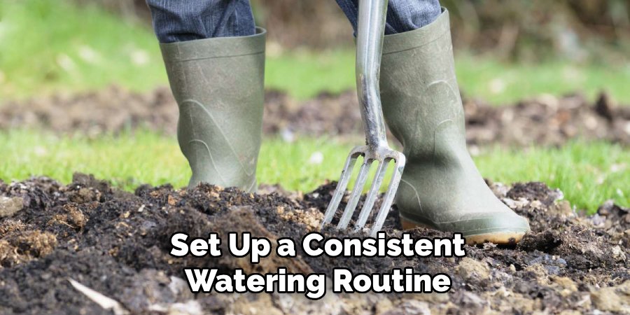 Set Up a Consistent Watering Routine
