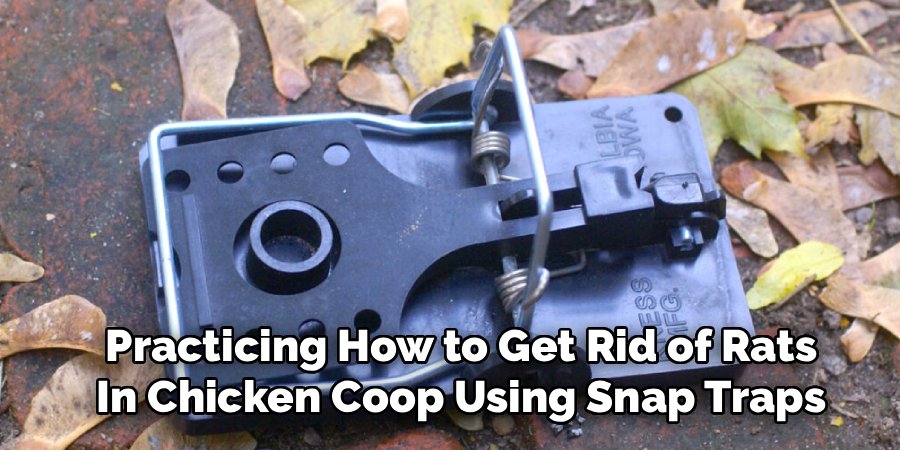 Practicing How to Get Rid of Rats in Chicken Coop Using Snap Traps