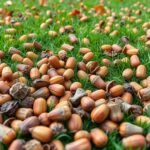 How to Pick Up Acorns from Your Yard