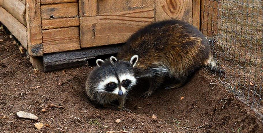 Raccoons are not just climbers; they are also skilled diggers. They will exploit any weakness at the base of your coop or run to tunnel their way inside. To prevent this, you should bury a "skirt" or apron of hardware cloth around the entire perimeter of your coop and run. Dig a trench about 12 inches deep and 12-24 inches wide. Lay the hardware cloth in an L-shape, with one edge running up the side of the coop and the other extending outward, away from the base. Backfill the trench to hold the mesh firmly in place, creating an underground barrier that stops digging attempts.